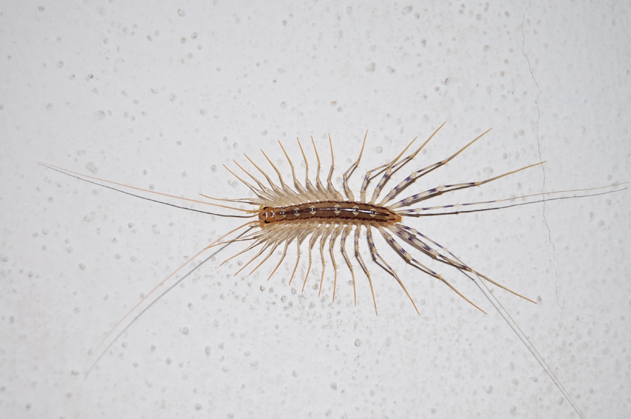 Scutigera coleoptrata **set fotografico**